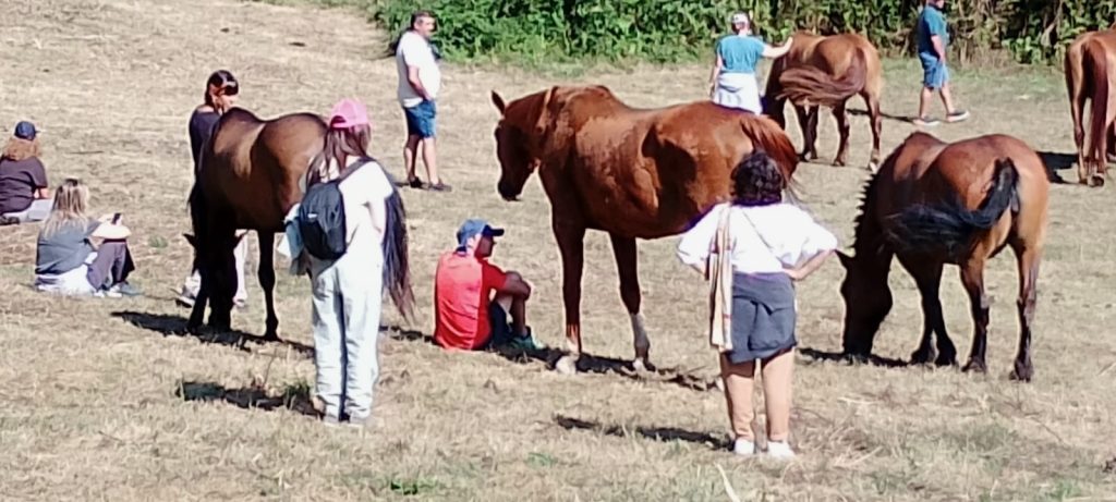 coaching con caballos para empresas